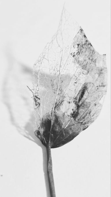 Leaf skeleton